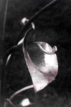 steel calla lily