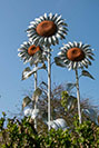 Galvanised and weathered steel sunflower sculpture