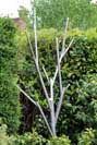 Abstract and stylised stainless steel tree sculpture