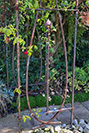 Charles Rennie Mackintosh inspired rose arch