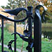 Unique and interesting gate latch