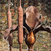 copper bulrush and iris water feature