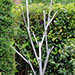 Abstract stainless steel tree sculpture