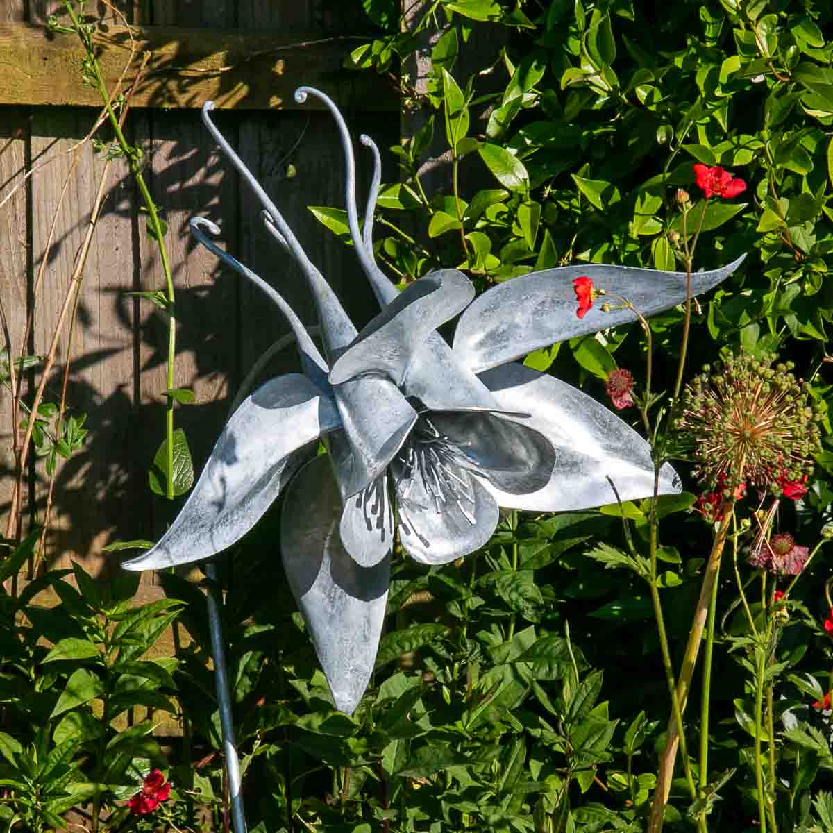 A metal aquilegia or granny's bonnet garden sculpture