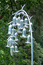 Large and detailed bluebell sculpture