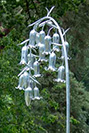Large and detailed bluebell sculpture