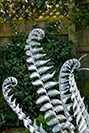 Galvanised steel fern sculpture
