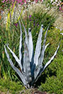 Hart's Tongue Fern Sculpture with an aged galvanised steel finish