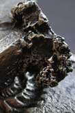 The negative of a metal ammonite fossil in burnt steel