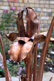 A copper iris a water feature